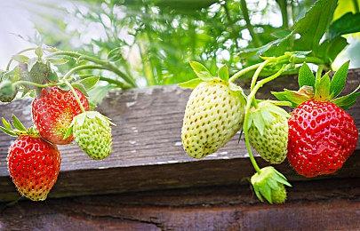 《守望先锋：归来》新英雄“拉玛刹”需通过战令解锁 要么肝要么氪